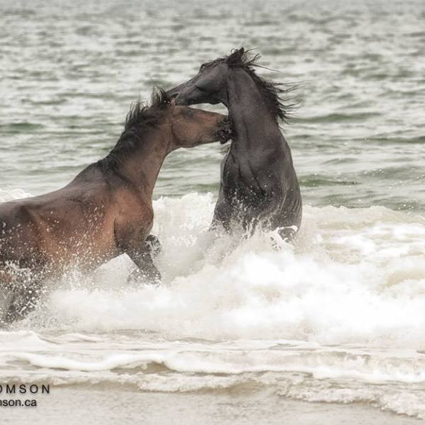 a dog in a body of water