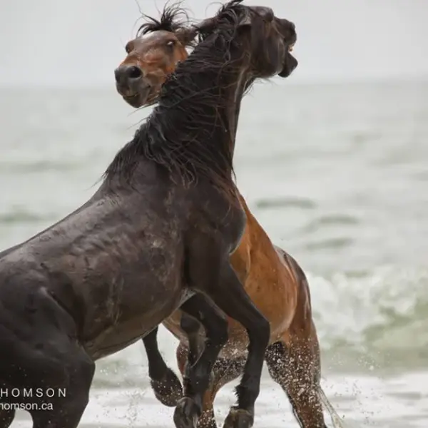 a brown horse standing on top of a sandy beach