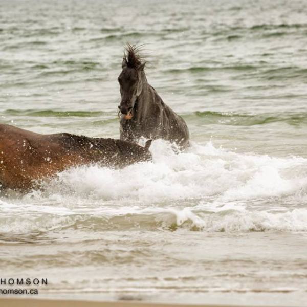 a brown dog walking across a beach next to the ocean