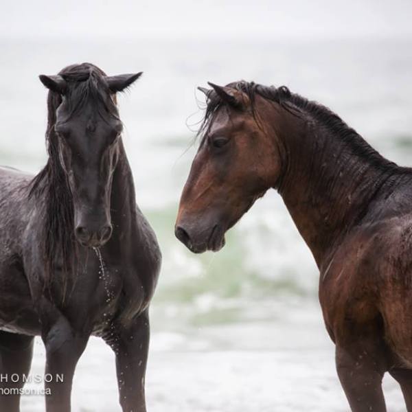 a couple of brown horses standing next to a horse