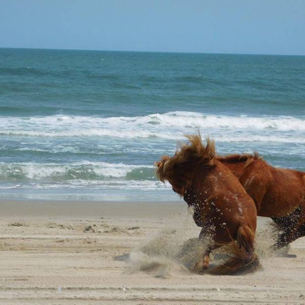 a brown dog walking across a beach next to the ocean