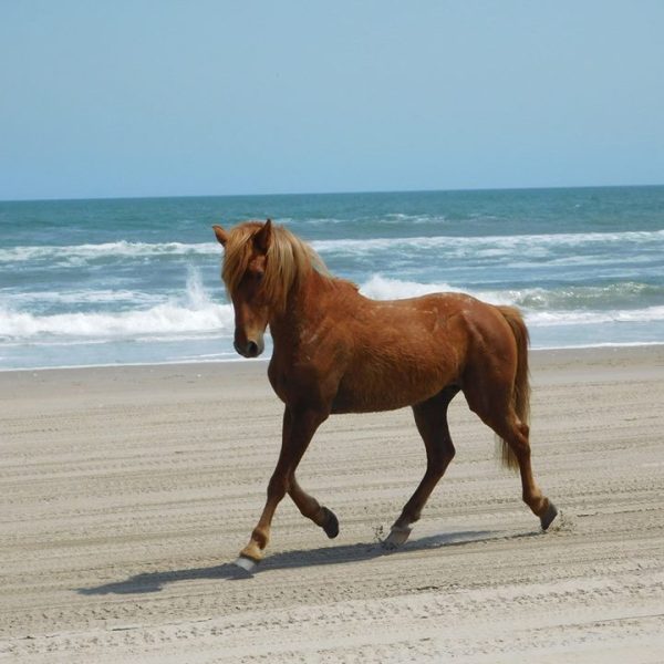 a brown horse walking across a beach next to the ocean