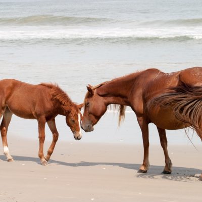 a brown horse standing on top of a sandy beach