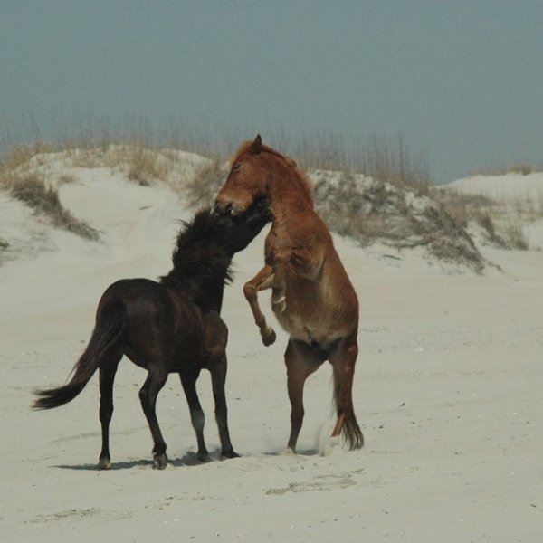 a brown horse standing on top of a snow covered field
