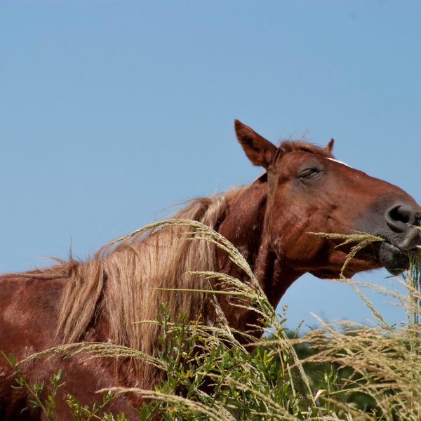 a brown cow standing on top of a dry grass field