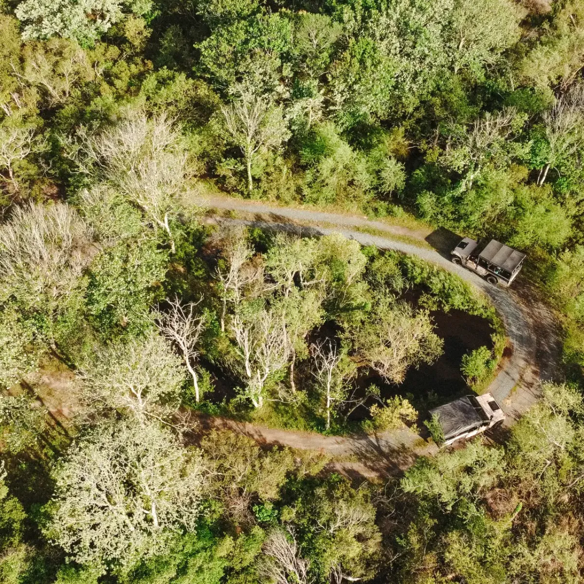 a close up of a tree